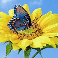 unique butterfly dp for whatsapp